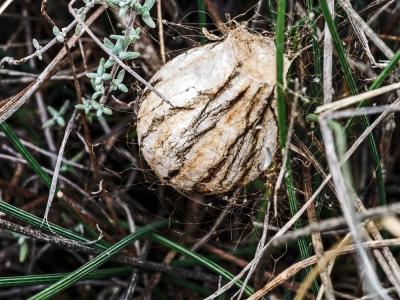 Épeire frelon Argiope bruennichi (Scopoli, 1772)