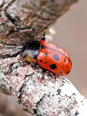  Gonioctena variabilis (Olivier, 1790)