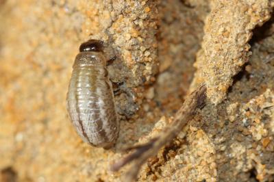 Chrysomèle du Romarin Chrysolina americana (Linnaeus, 1758)