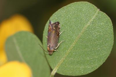  Grapholita nebritana (Treitschke, 1830)