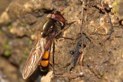  Xanthandrus comtus (Harris, 1780)