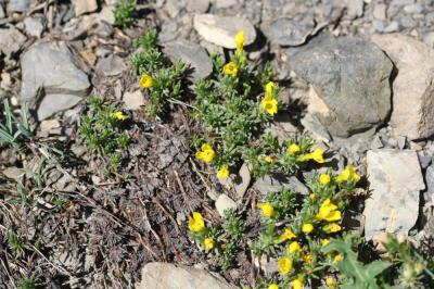 Androsace vitaliana, Androsace de Vital Androsace vitaliana (L.) Lapeyr., 1813