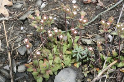 Grande androsace, Androsace des champs Androsace maxima L., 1753
