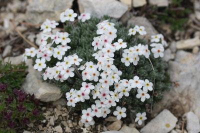 Androsace velue Androsace villosa L., 1753