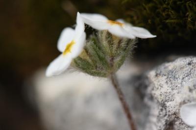 Androsace velue Androsace villosa L., 1753