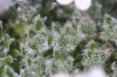 Androsace velue Androsace villosa L., 1753