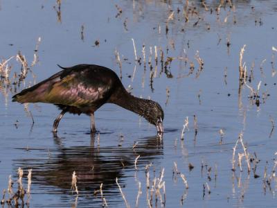 Ibis falcinelle Plegadis falcinellus (Linnaeus, 1766)