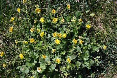 Benoîte des montagnes Geum montanum L., 1753