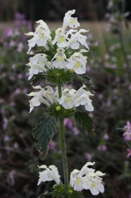 Galéopsis douteux, Galéopsis des champs Galeopsis segetum Neck., 1770