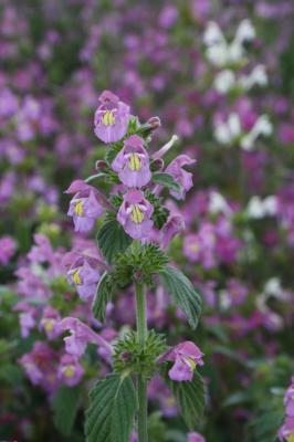 Galéopsis douteux, Galéopsis des champs Galeopsis segetum Neck., 1770