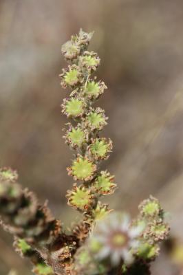 Joubarbe des terrains calcaires Sempervivum calcareum Jord., 1849