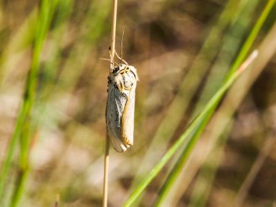 Ecaille striée (L') Spiris striata (Linnaeus, 1758)