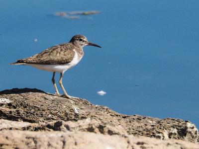 Chevalier guignette Actitis hypoleucos (Linnaeus, 1758)