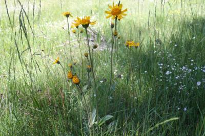 Arnica des montagnes, Herbe aux prêcheurs Arnica montana L., 1753