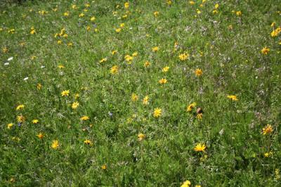 Arnica des montagnes, Herbe aux prêcheurs Arnica montana L., 1753