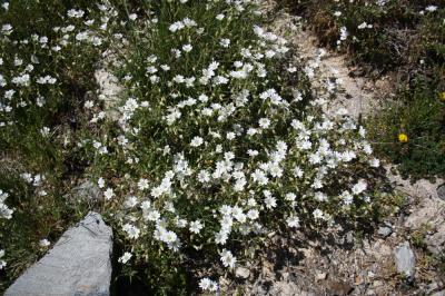 Céraiste des champs Cerastium arvense L., 1753