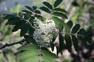 Sorbier des oiseleurs, Sorbier sauvage Sorbus aucuparia L., 1753