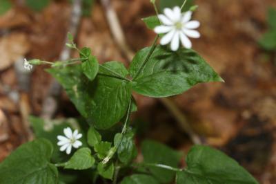 Stellaire des bois Stellaria nemorum L., 1753
