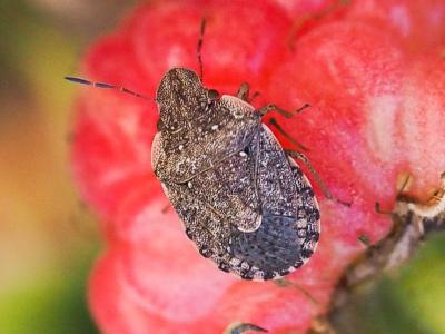  Sciocoris sideritidis Wollaston, 1858