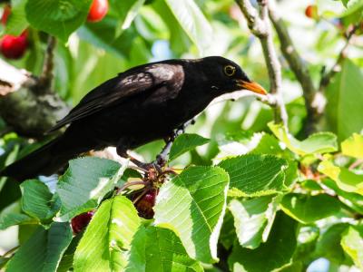Merle noir Turdus merula Linnaeus, 1758