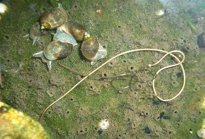  Gordiidae 