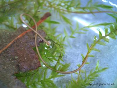  Gordiidae 