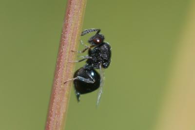  Eurytomidae Walker, 1832