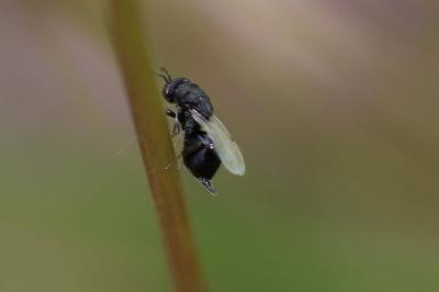  Eurytomidae Walker, 1832