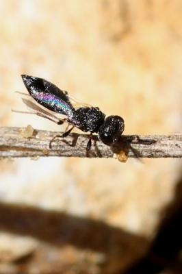  Scelionidae Haliday, 1839