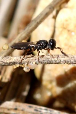  Scelionidae Haliday, 1839