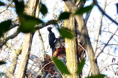Pic noir Dryocopus martius (Linnaeus, 1758)