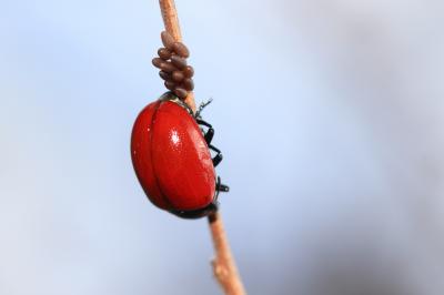  Chrysolina lucida (Olivier, 1807)