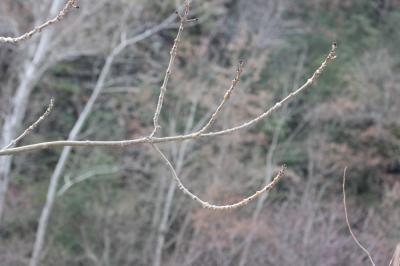 Frêne élevé, Frêne commun Fraxinus excelsior L., 1753