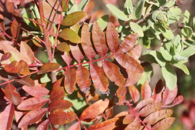 Pistachier hybride Pistacia x saportae Burnat, 1896