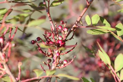 Pistachier hybride Pistacia x saportae Burnat, 1896