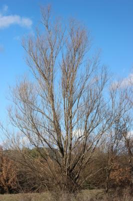 Saule blanc, Saule commun Salix alba L., 1753