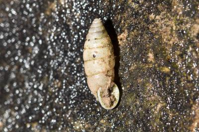 Maillot variable Granaria variabilis (Draparnaud, 1801)