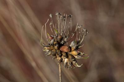 Ail maraîcher, Ail des endroits cultivés Allium oleraceum L., 1753