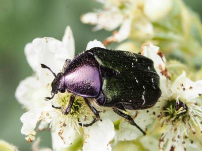 Cétoine dorée (la), Hanneton des roses Cetonia aurata (Linnaeus, 1758)