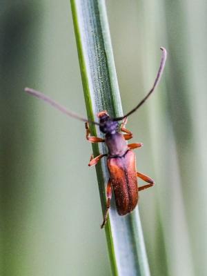  Alosterna tabacicolor (De Geer, 1775)