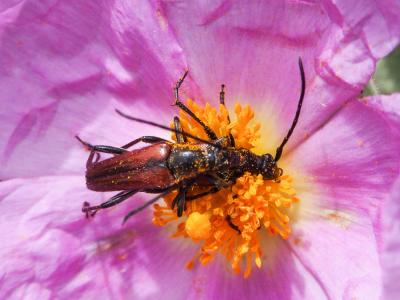  Stenurella bifasciata (Müller, 1776)