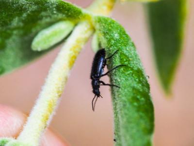 Enicopus pilosus Enicopus pilosus (Scopoli, 1763)