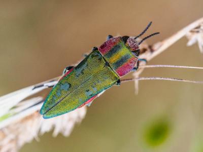 Bupreste hongrois Anthaxia hungarica (Scopoli, 1772)