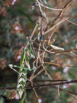 Empuse commune, Diablotin Empusa pennata (Thunberg, 1815)