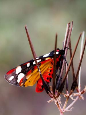 Ecaille fermière (L'), Ecaille villageoise (L') Arctia villica (Linnaeus, 1758)