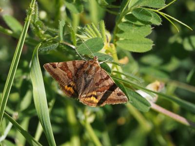 Doublure jaune (La) Euclidia glyphica (Linnaeus, 1758)