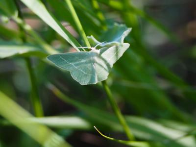 Herbacée (L'), Phalène verte des Callunes (La) Chlorissa viridata (Linnaeus, 1758)