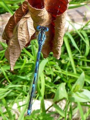 Agrion de Vander Linden, Naïade de Vander Linden Erythromma lindenii (Selys, 1840)