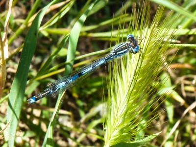 Agrion de Vander Linden, Naïade de Vander Linden Erythromma lindenii (Selys, 1840)