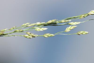 Éragrostide verdissante Eragrostis virescens J.Presl, 1830